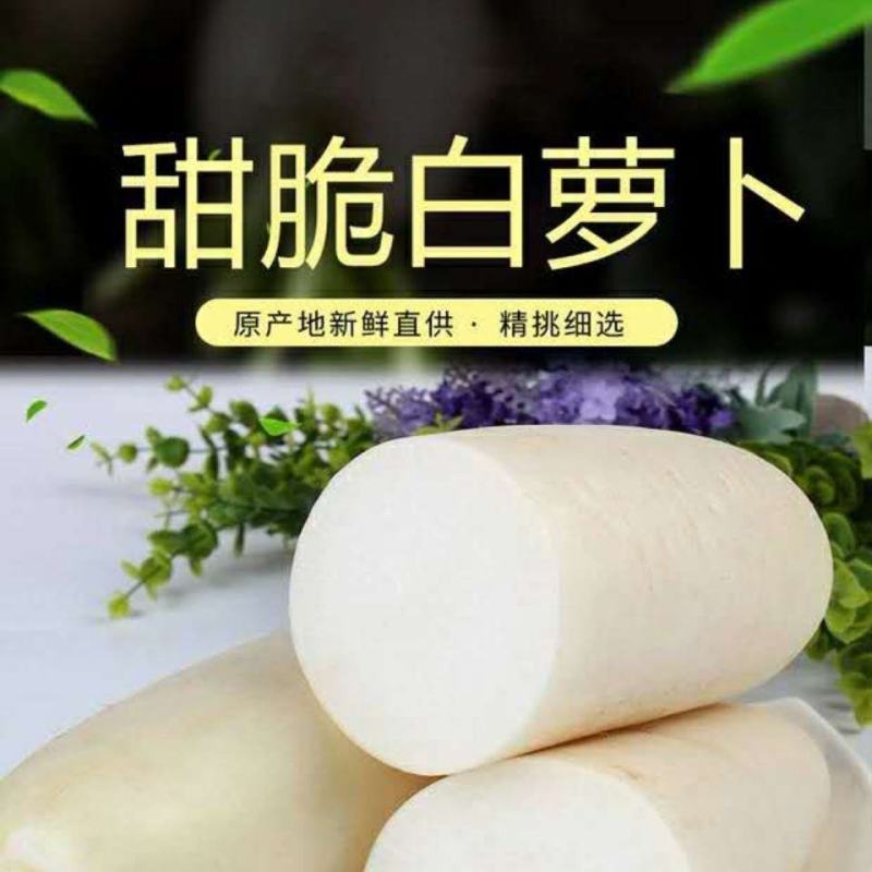 精品白萝卜白萝卜大萝卜萝卜湖北萝卜欢迎订购