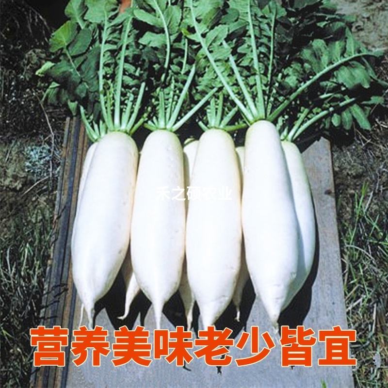 精品白萝卜白萝卜大萝卜萝卜湖北萝卜欢迎订购