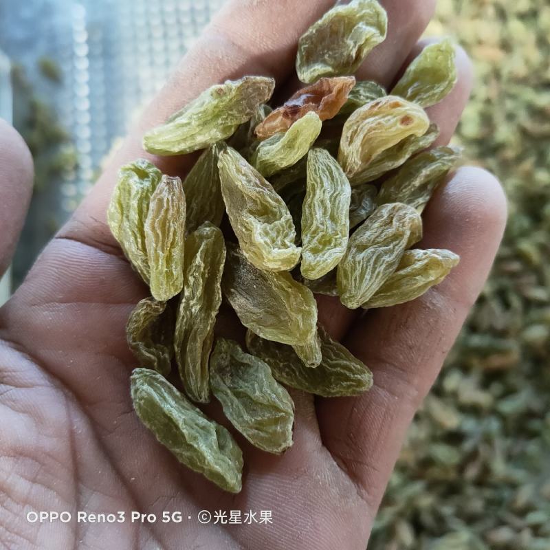 中颗粒绿香妃葡萄干快递，航运，整车包邮