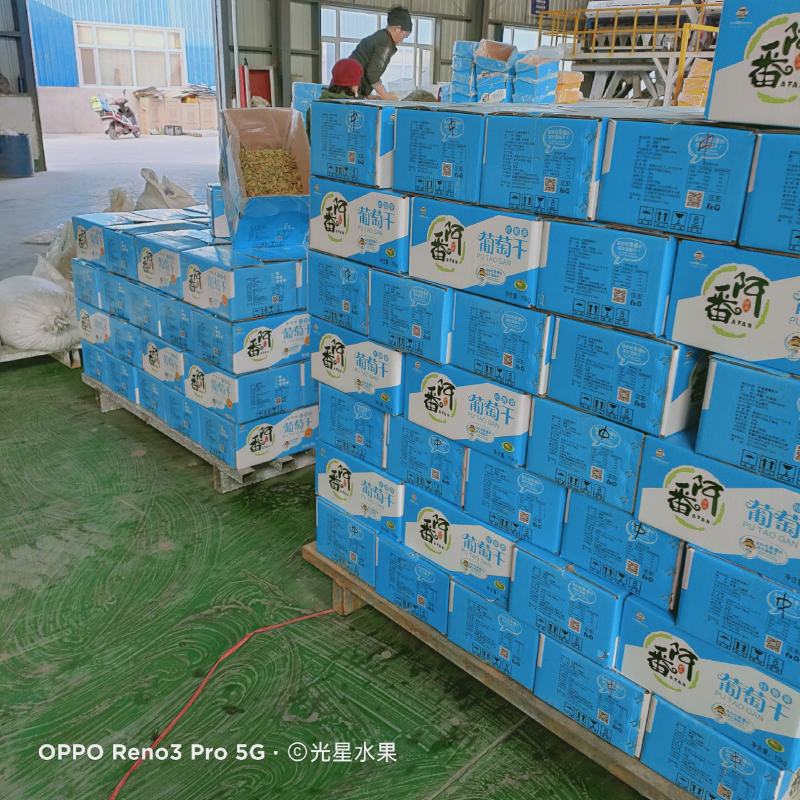 中颗粒绿香妃葡萄干快递，航运，整车包邮