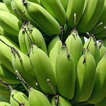 广西香蕉/西贡粉蕉产地直销价