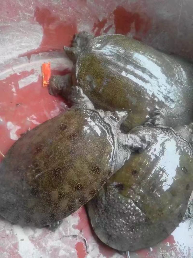鳖中华鳖成品苗种生态环境