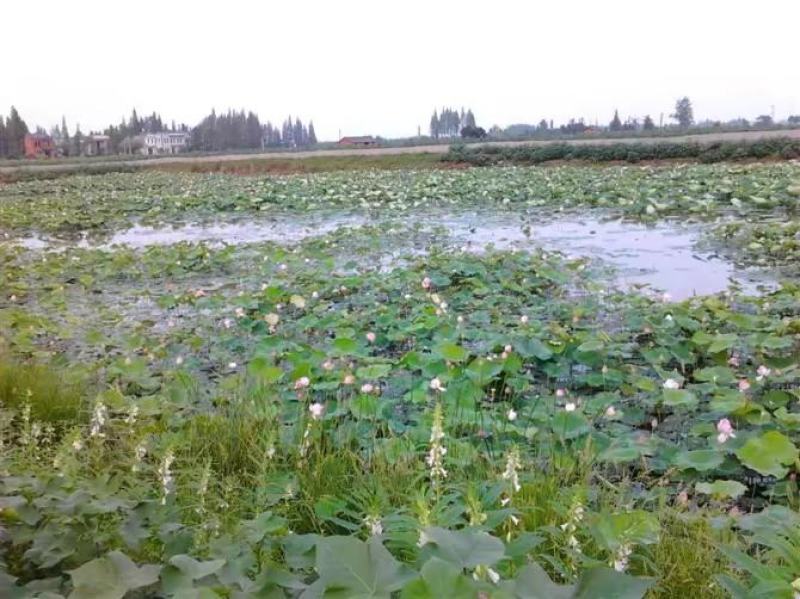 鳖中华鳖成品苗种生态环境
