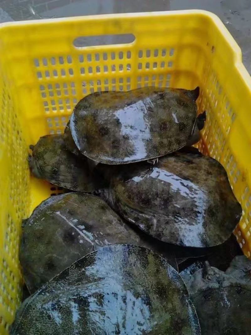 鳖中华鳖成品苗种生态环境