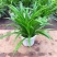 金边吊兰植物室内好养花卉盆栽吸除去甲醛桌面小绿植水养水培