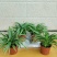 金边吊兰植物室内好养花卉盆栽吸除去甲醛桌面小绿植水养水培