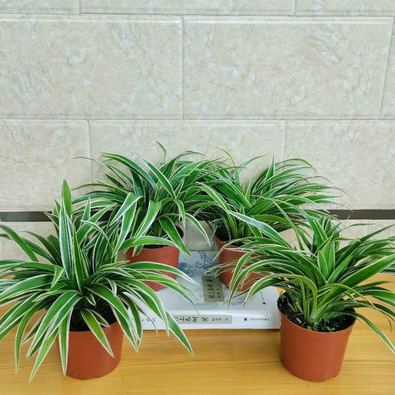 金边吊兰植物室内好养花卉盆栽吸除去甲醛桌面小绿植水养水培