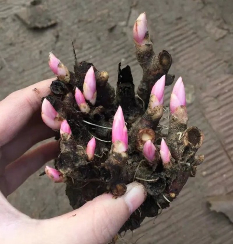 芍药花种苗基地直销4年至5年根块种苗量大从优