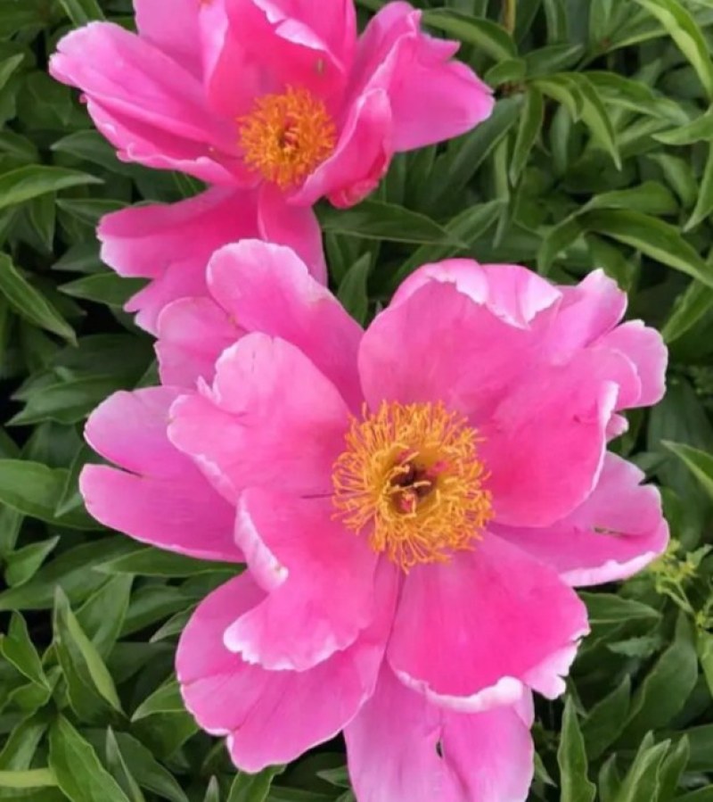 芍药花种苗基地直销4年至5年根块种苗量大从优
