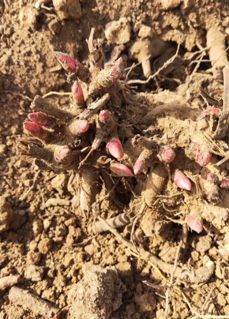 芍药花种苗基地直销4年至5年根块种苗量大从优