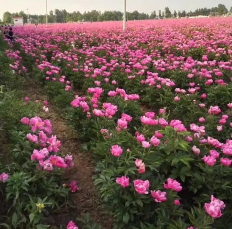 芍药花种苗基地直销4年至5年根块种苗量大从优