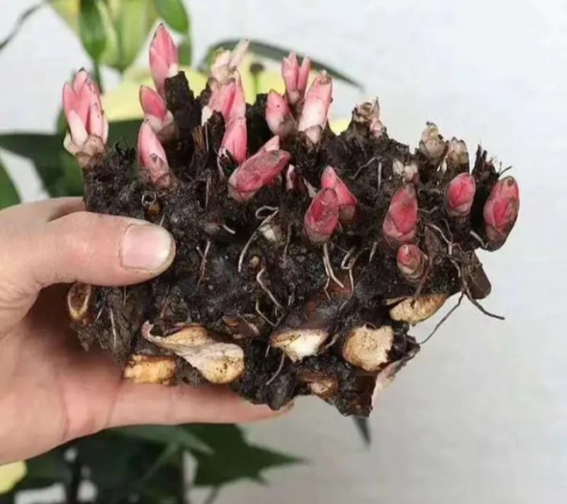 芍药花种苗基地直销4年至5年根块种苗量大从优