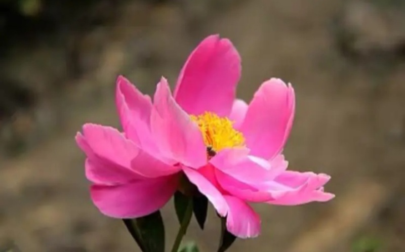 芍药花种苗基地直销4年至5年根块种苗量大从优