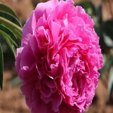 芍药花种苗基地直销4年至5年根块种苗量大从优