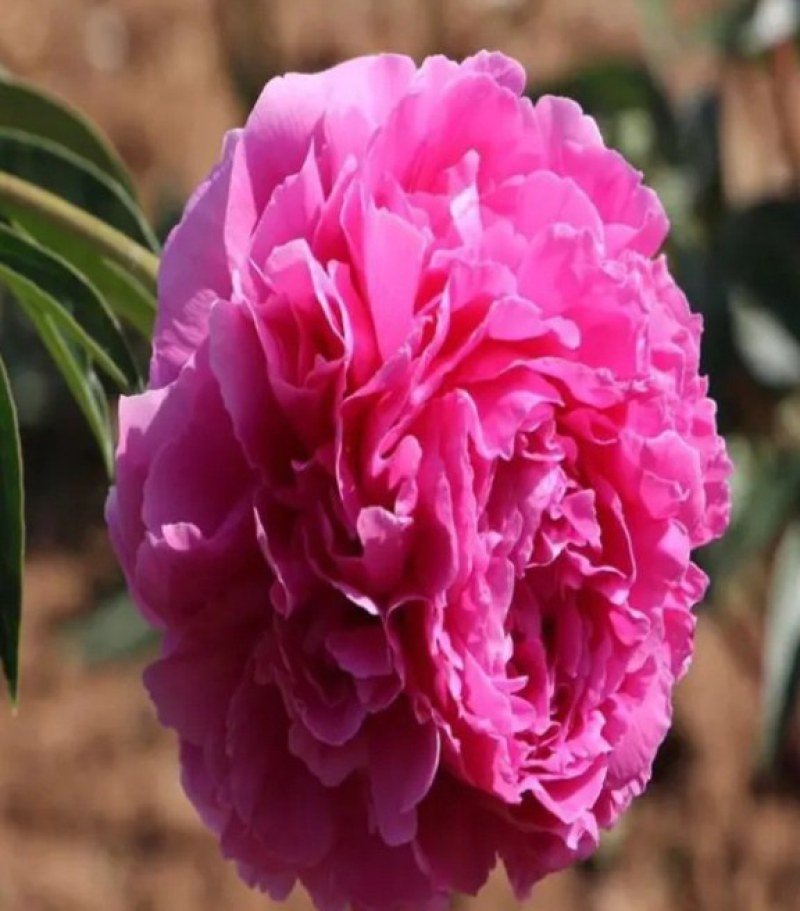 芍药花种苗基地直销4年至5年根块种苗量大从优
