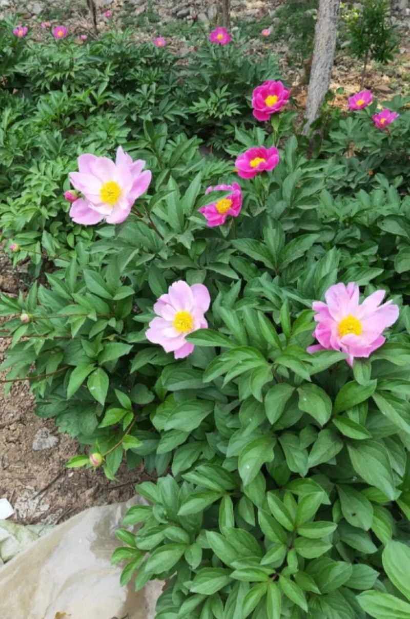 芍药花种苗基地直销4年至5年根块种苗量大从优