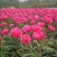 芍药花种苗基地直销4年至5年根块种苗量大从优