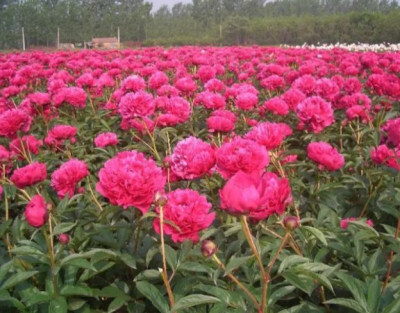 芍药花种苗基地直销4年至5年根块种苗量大从优