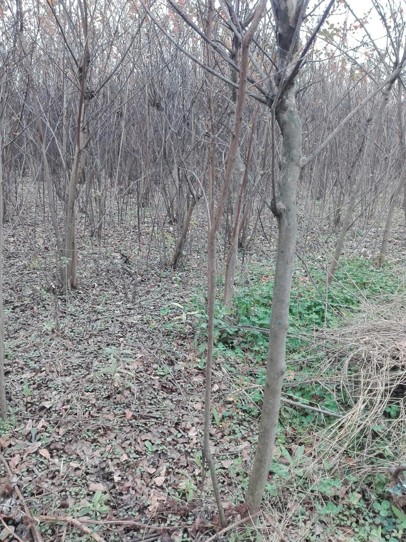 十亩两到四公分的紫薇树。因为拆迁,便宜出,一颗五到十元。量大从优。