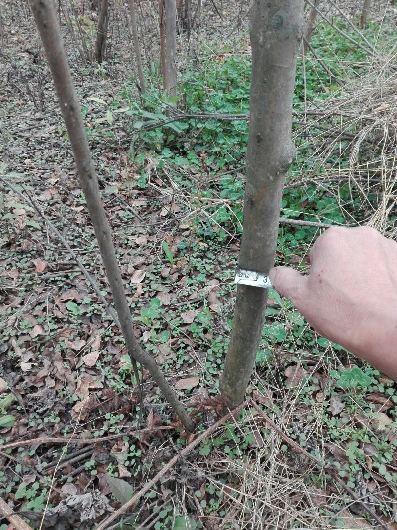 十亩两到四公分的紫薇树。因为拆迁,便宜出,一颗五到十元。量大从优。