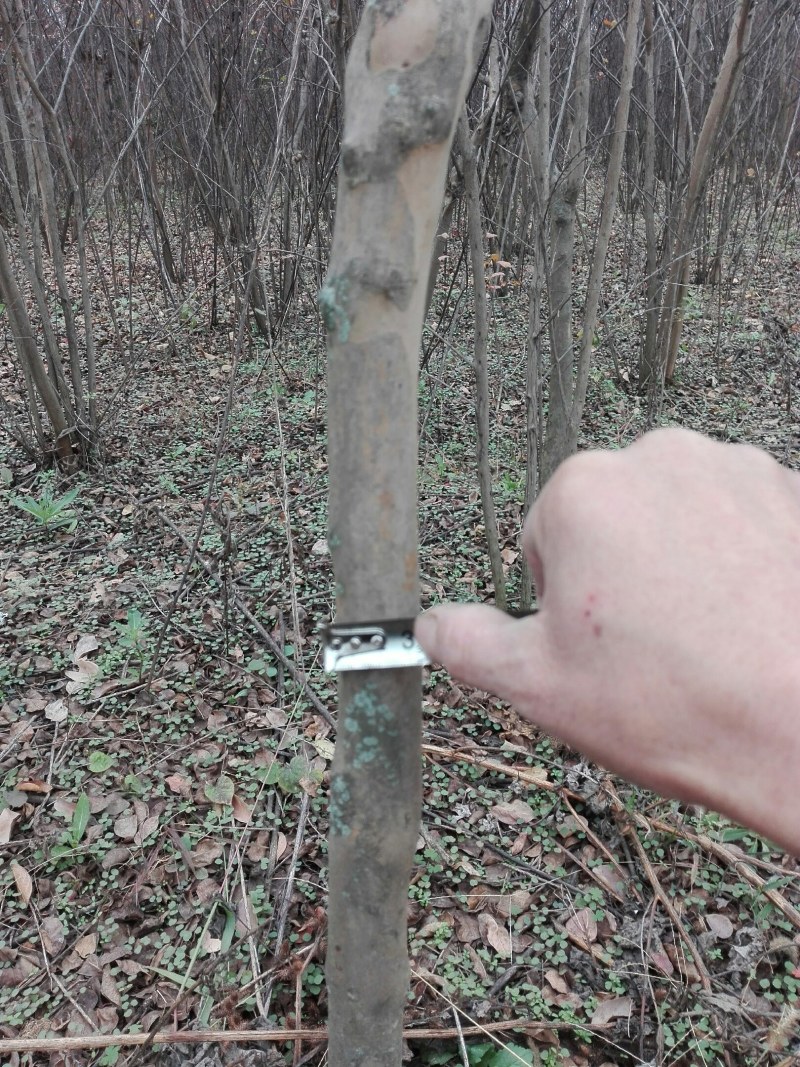 十亩两到四公分的紫薇树。因为拆迁,便宜出,一颗五到十元。量大从优。