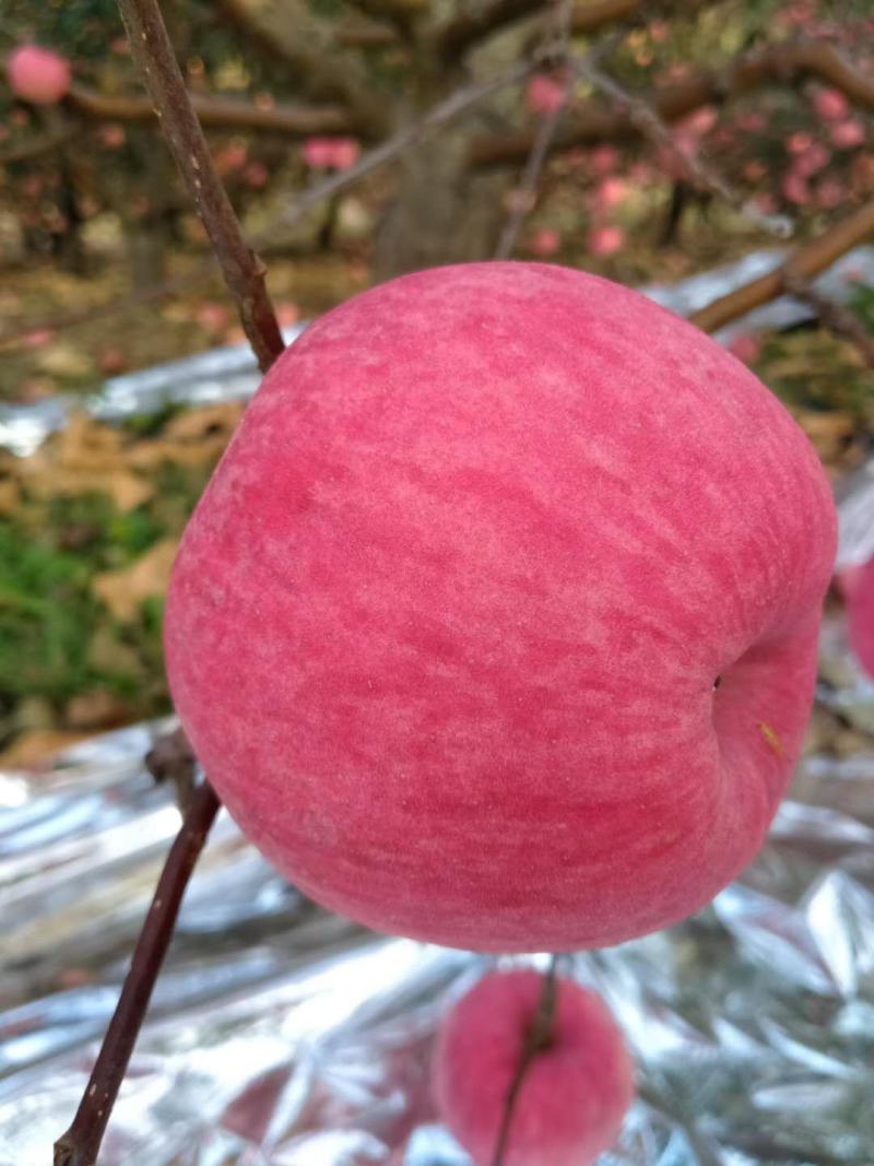 红富士苹果大量供应，质量保证，口感甜脆。产地直接全国发货