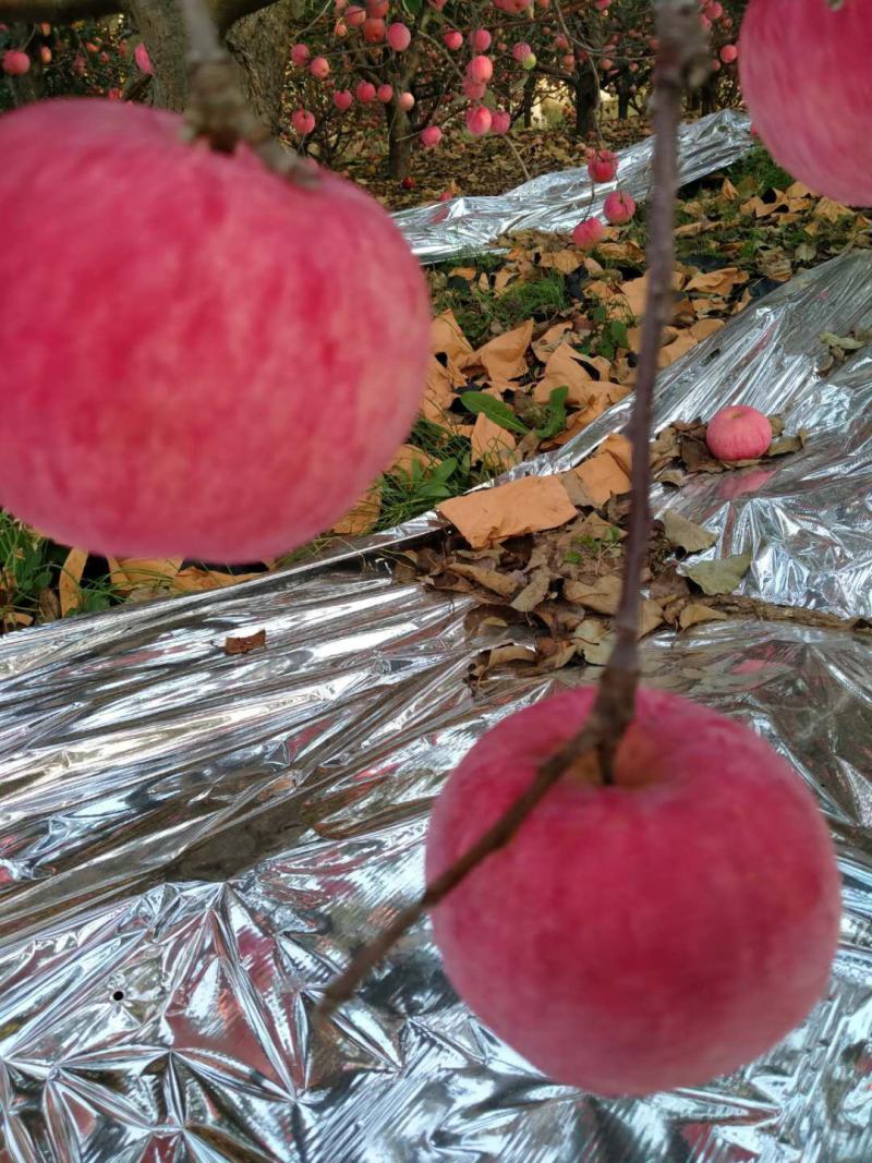 红富士苹果大量供应，质量保证，口感甜脆。产地直接全国发货