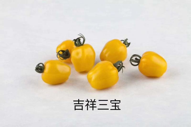 水果番茄日本品种有机水果