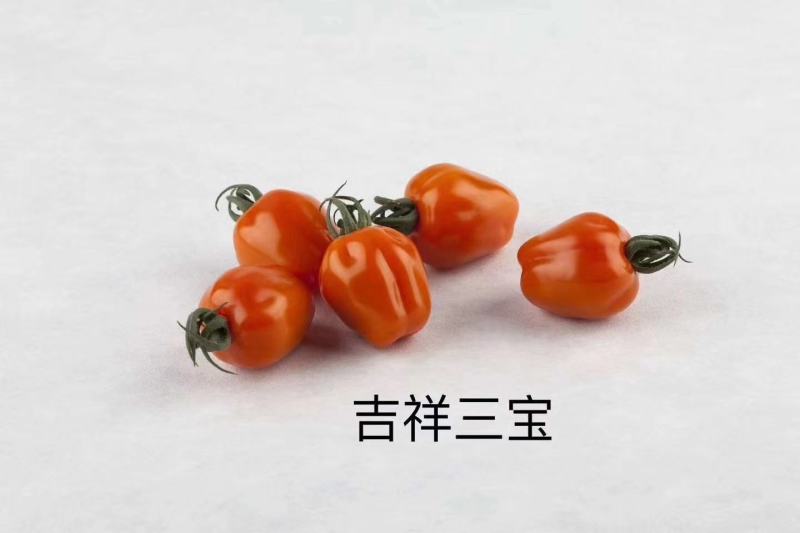 水果番茄日本品种有机水果