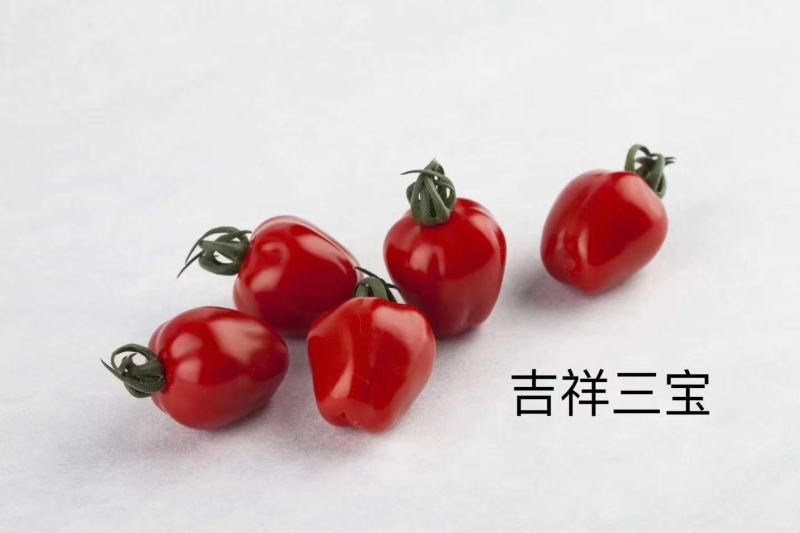 水果番茄日本品种有机水果