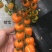 水果番茄日本品种有机水果