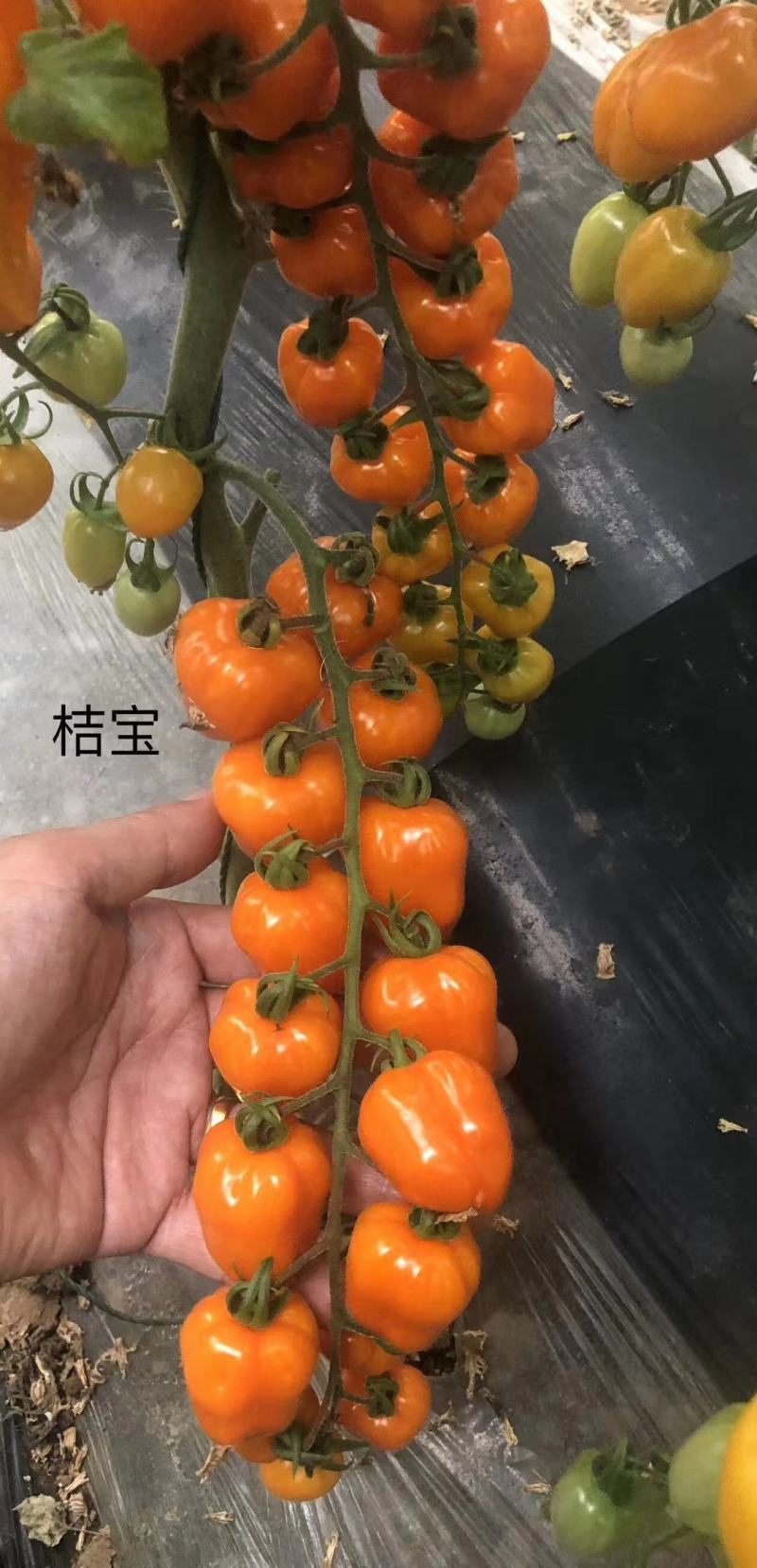 水果番茄日本品种有机水果