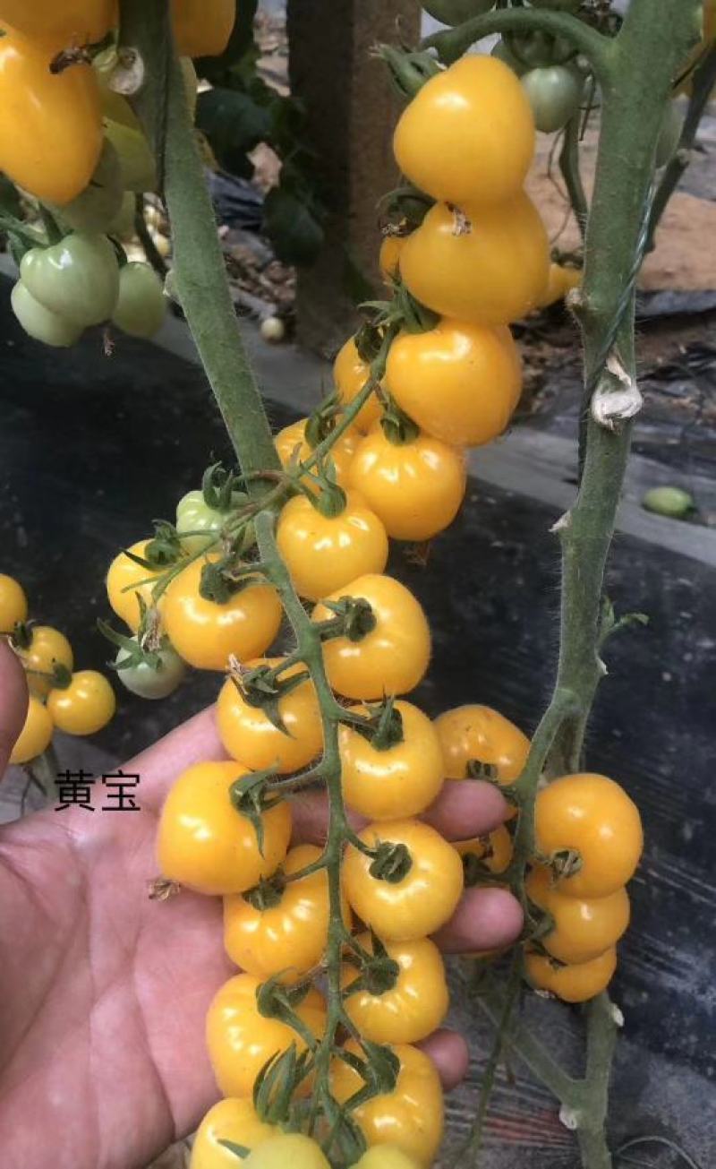 水果番茄日本品种有机水果