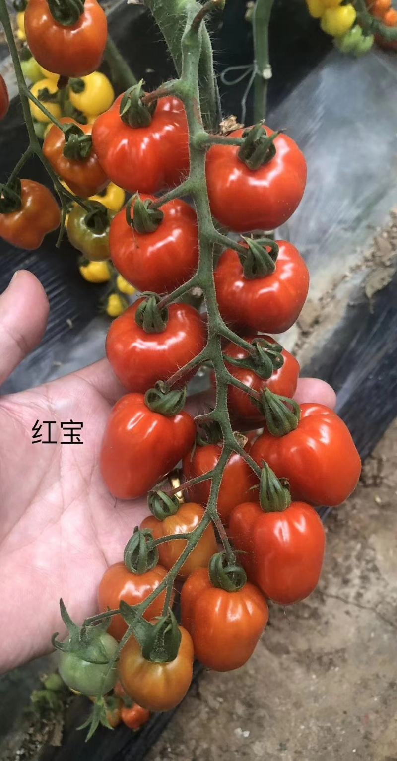 水果番茄日本品种有机水果