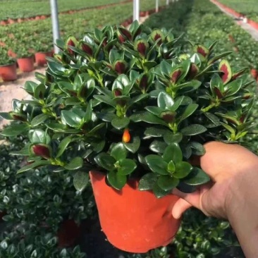 金鱼花吊兰植物盆栽花卉四季开花不断室内阳台吸甲醛净化空气