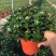 金鱼花吊兰植物盆栽花卉四季开花不断室内阳台吸甲醛净化空气