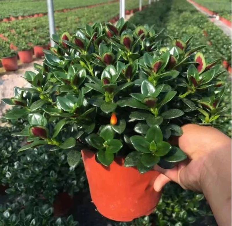 金鱼花吊兰植物盆栽花卉四季开花不断室内阳台吸甲醛净化空气