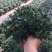 金鱼花吊兰植物盆栽花卉四季开花不断室内阳台吸甲醛净化空气