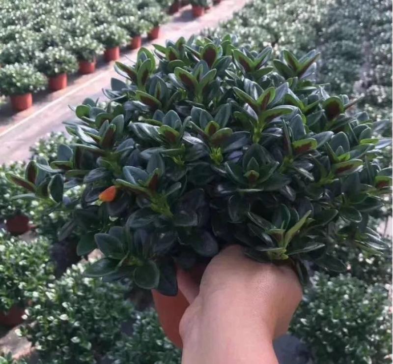 金鱼花吊兰植物盆栽花卉四季开花不断室内阳台吸甲醛净化空气