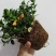 金鱼花吊兰植物盆栽花卉四季开花不断室内阳台吸甲醛净化空气