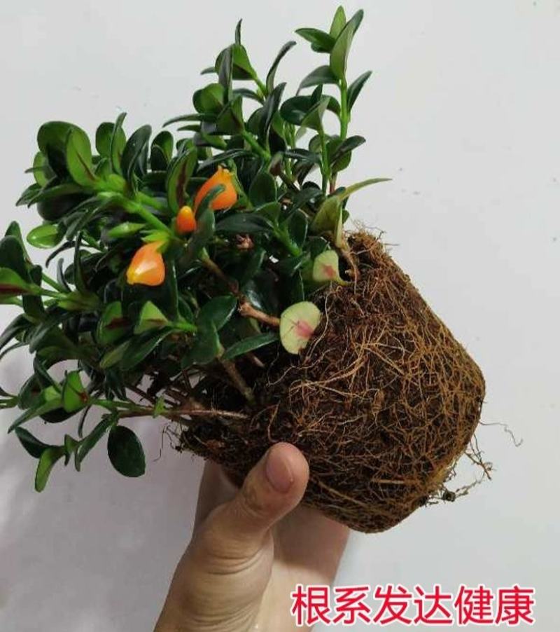 金鱼花吊兰植物盆栽花卉四季开花不断室内阳台吸甲醛净化空气