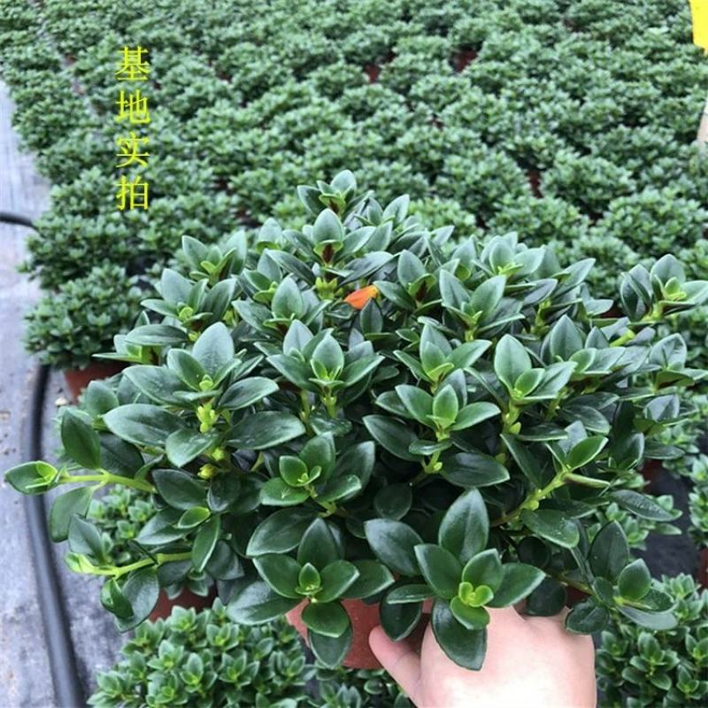 金鱼花吊兰植物盆栽花卉四季开花不断室内阳台吸甲醛净化空气