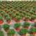 金鱼花吊兰植物盆栽花卉四季开花不断室内阳台吸甲醛净化空气