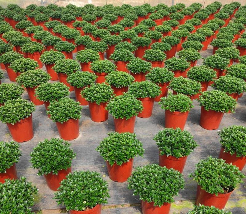 金鱼花吊兰植物盆栽花卉四季开花不断室内阳台吸甲醛净化空气