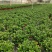 金鱼花吊兰植物盆栽花卉四季开花不断室内阳台吸甲醛净化空气