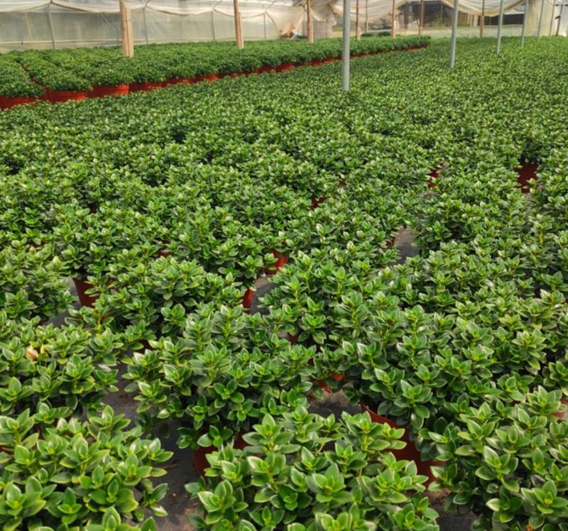 金鱼花吊兰植物盆栽花卉四季开花不断室内阳台吸甲醛净化空气