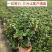 金鱼花吊兰植物盆栽花卉四季开花不断室内阳台吸甲醛净化空气
