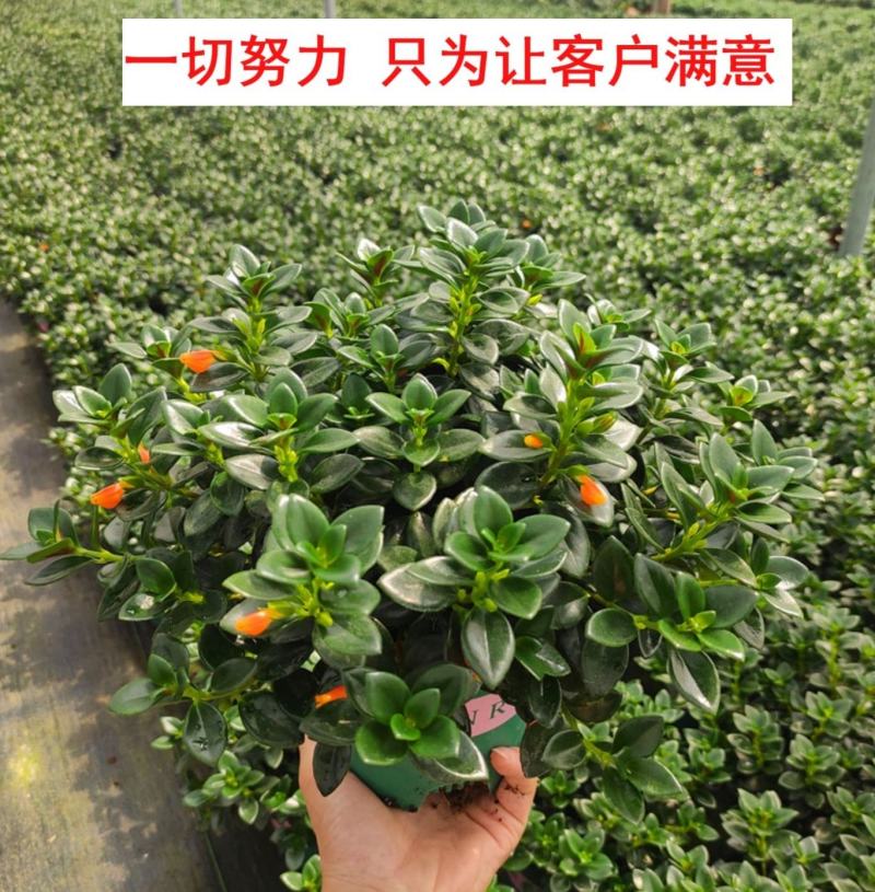 金鱼花吊兰植物盆栽花卉四季开花不断室内阳台吸甲醛净化空气