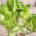 儿菜产地量大供应丶货源充足！个头饱满。保质保量、全国代发