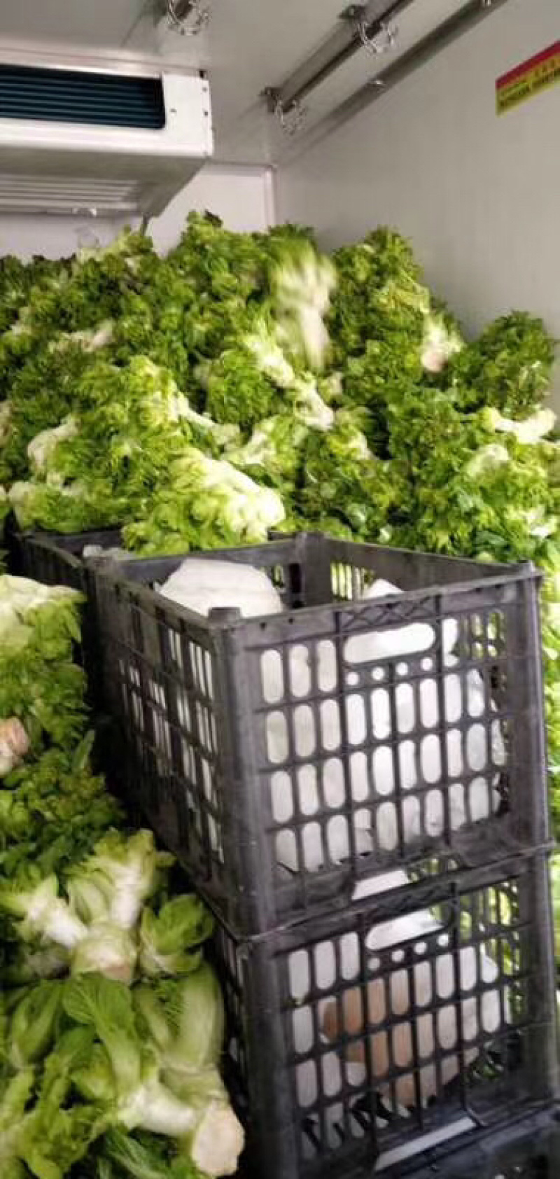儿菜产地量大供应丶货源充足！个头饱满。保质保量、全国代发